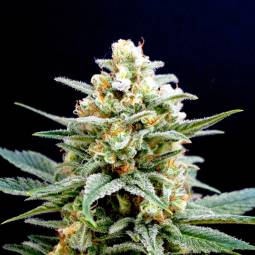KRITIKALK  x3 KANNABIA SEEDS