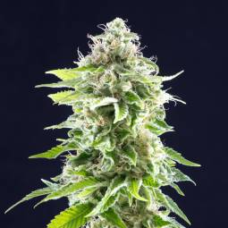 COOKIES HAZE  x5 KANNABIA SEEDS