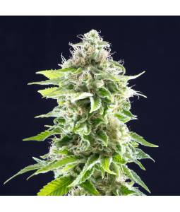 COOKIES HAZE  x5 KANNABIA SEEDS