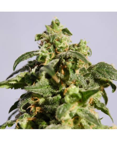 SKUNK +  x10 KANNABIA SEEDS