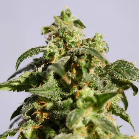 SKUNK +  x10 KANNABIA SEEDS