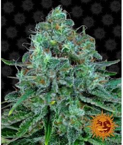 CRITICAL KUSH  x3 BARNEY'S FARM