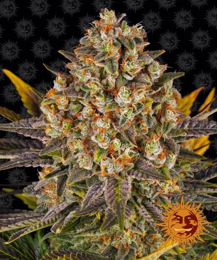 BANANA PUNCH x10 BARNEY'S FARM BANANA PUNCH x10 BARNEY'S FARM