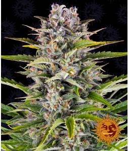 GORILLA ZKITTLEZ  x5 BARNEY'S FARM