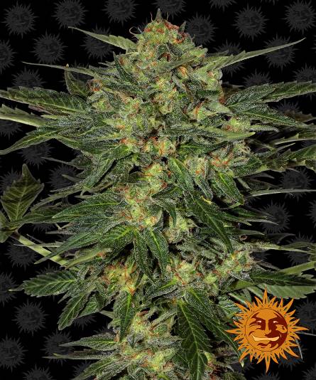 LSD x1 BARNEY'S FARM LSD x1 BARNEY'S FARM