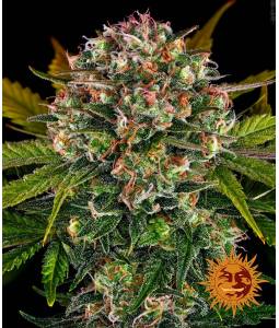 STRAWBERRY CHEESECAKE AUTO  x10 BARNEY'S FARM