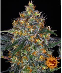 MOBY DICK AUTO  x3 BARNEY'S FARM