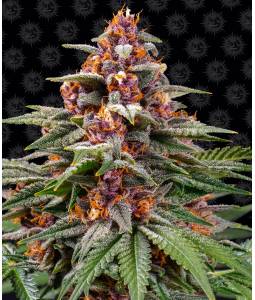 RUNTZ AUTO x10 BARNEY'S FARM