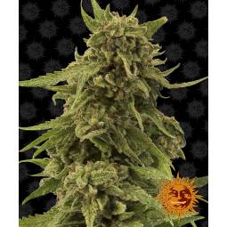 CBD CRITICAL CURE x1 BARNEY'S FARM