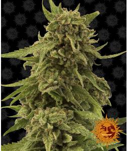 CBD CRITICAL CURE x1 BARNEY'S FARM