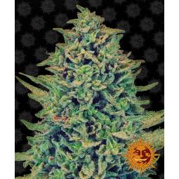 CBD BLUE SHARK  x5 BARNEY'S FARM