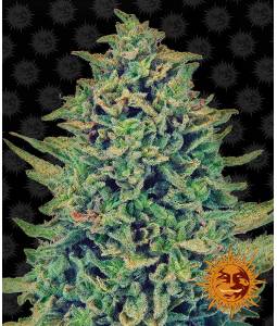 CBD BLUE SHARK  x5 BARNEY'S FARM