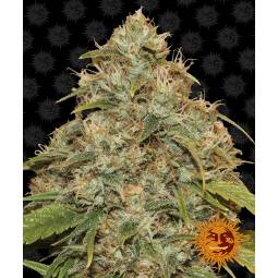 CBD LEMON POTION AUTO  x5 BARNEY'S FARM