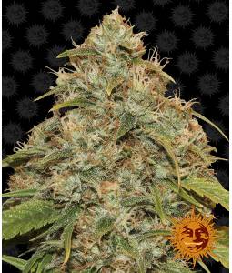 CBD LEMON POTION AUTO  x5 BARNEY'S FARM