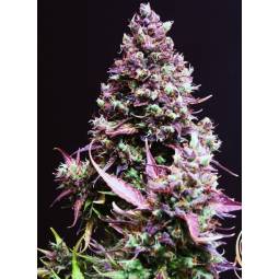 CREAM CARAMEL AUTO ® x5 SWEET SEEDS
