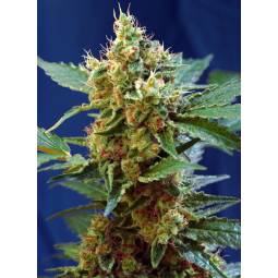 CREAM MANDARINE XL AUTO ® x3 SWEET SEEDS