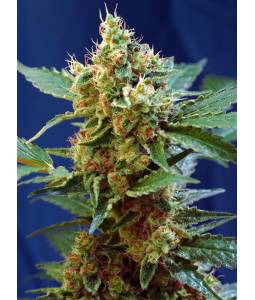 CREAM MANDARINE XL AUTO ® x5 SWEET SEEDS