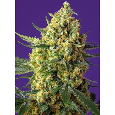 CRYSTAL CANDY XL AUTO ® x3 SWEET SEEDS