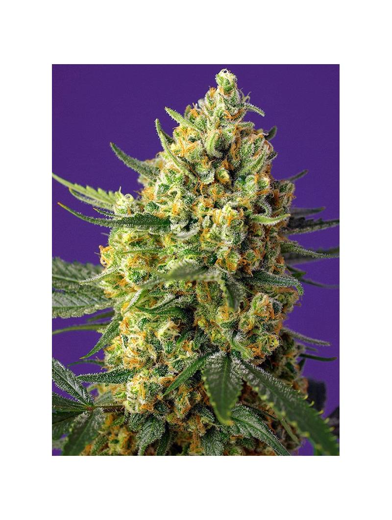 CRYSTAL CANDY XL AUTO ® x5 SWEET SEEDS