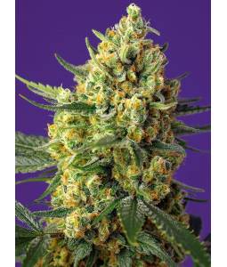 CRYSTAL CANDY XL AUTO ® x5 SWEET SEEDS