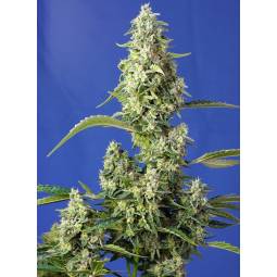 GORILLA GIRL XL AUTO ® x3 SWEET SEEDS