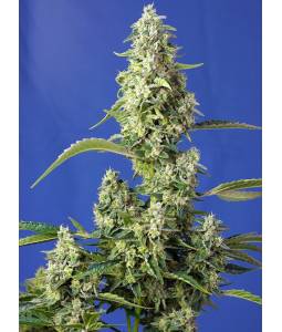 GORILLA GIRL XL AUTO ® x3 SWEET SEEDS