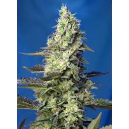GREEN POISON XL AUTO ® x5 SWEET SEEDS