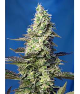 GREEN POISON XL AUTO ® x5 SWEET SEEDS