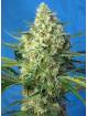 JACK 47 XL AUTO ® x5 SWEET SEEDS