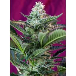 MOHAN RAM AUTO ® x5 SWEET SEEDS