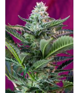 MOHAN RAM AUTO ® x5 SWEET SEEDS