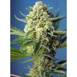 S.A.D. SWEET AFGANI DELICIOUS AUTO ® x3 SWEET SEEDS
