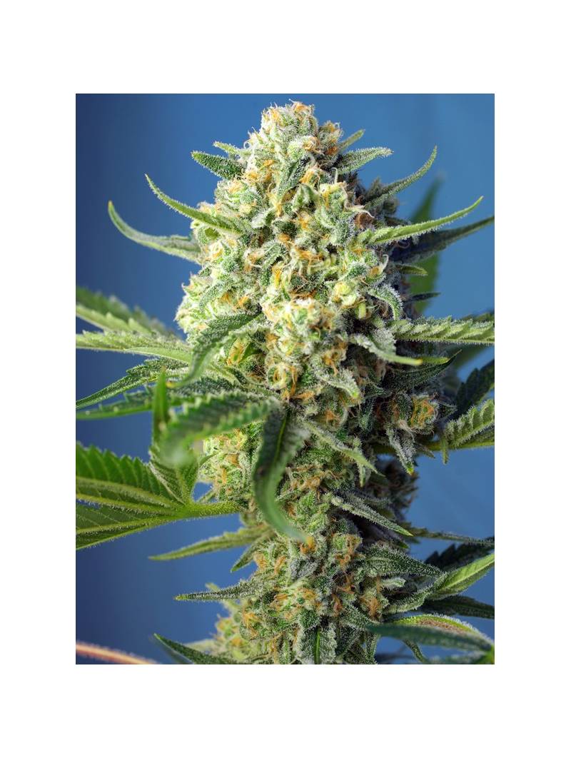 S.A.D. SWEET AFGANI DELICIOUS AUTO ® x3 SWEET SEEDS