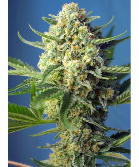 S.A.D. SWEET AFGANI DELICIOUS AUTO ® x3 SWEET SEEDS