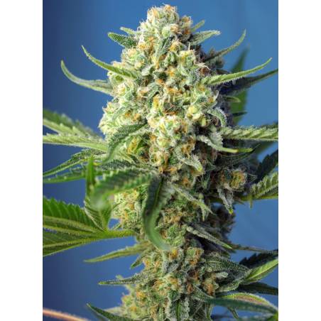 S.A.D. SWEET AFGANI DELICIOUS AUTO ® x5 SWEET SEEDS