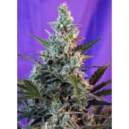 SWEET SKUNK AUTO ® x5 SWEET SEEDS