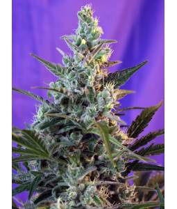 SWEET SKUNK AUTO ® x5 SWEET SEEDS