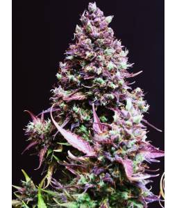 CREAM CARAMEL AUTO ® x3 SWEET SEEDS