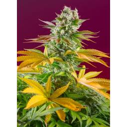 GORILLA GIRL FAST VERSION ® x5 SWEET SEEDS