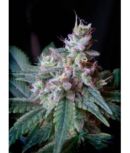 CREAM CARAMEL FAST VERSION ® x3 SWEET SEEDS