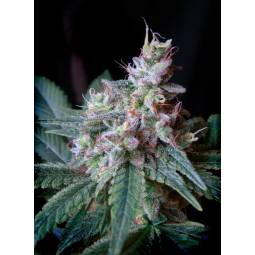 CREAM CARAMEL FAST VERSION ® x5 SWEET SEEDS