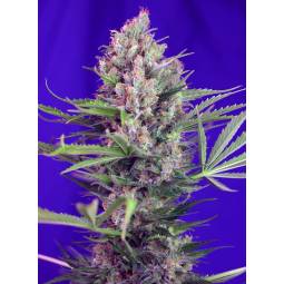 CREAM MANDARINE FAST VERSION ® x3 SWEET SEEDS