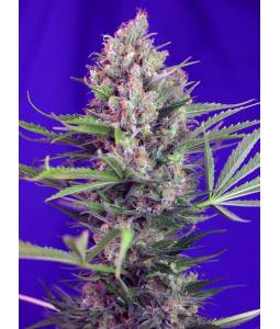 CREAM MANDARINE FAST VERSION ® x3 SWEET SEEDS