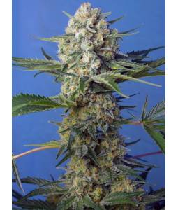 CRYSTAL CANDY FAST VERSION ® x5 SWEET SEEDS