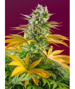 GORILLA GIRL FAST VERSION ® x3 SWEET SEEDS