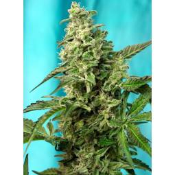 GREEN POISON FAST VERSION ® x3 SWEET SEEDS