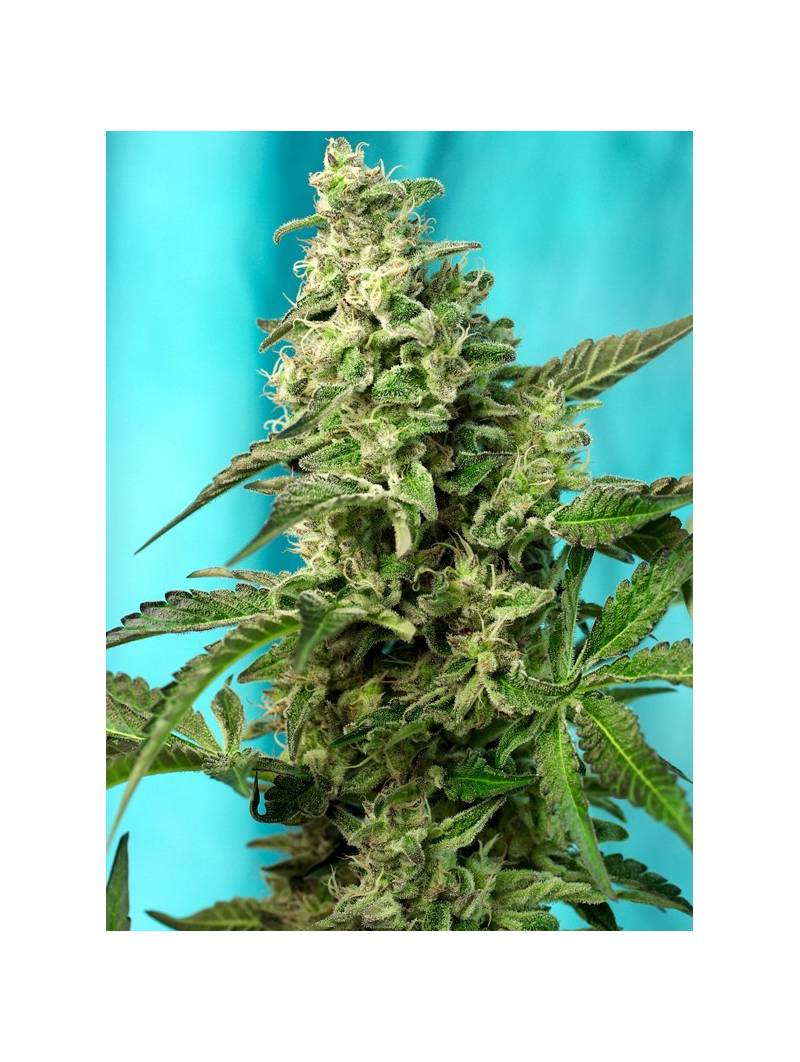 GREEN POISON FAST VERSION ® x3 SWEET SEEDS