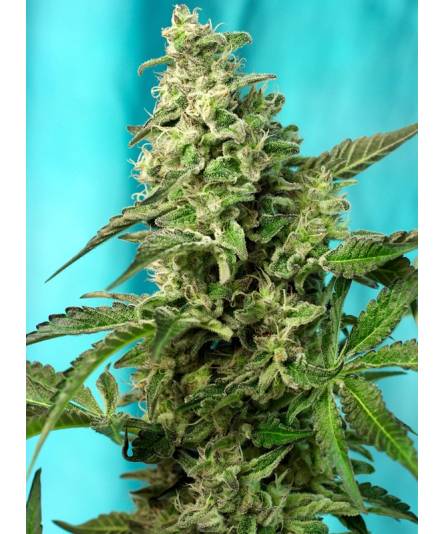 GREEN POISON FAST VERSION ® x3 SWEET SEEDS