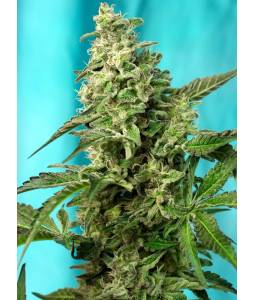 GREEN POISON FAST VERSION ® x5 SWEET SEEDS