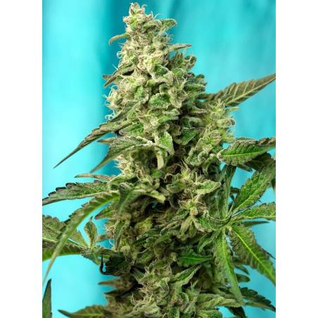 GREEN POISON FAST VERSION ® x5 SWEET SEEDS